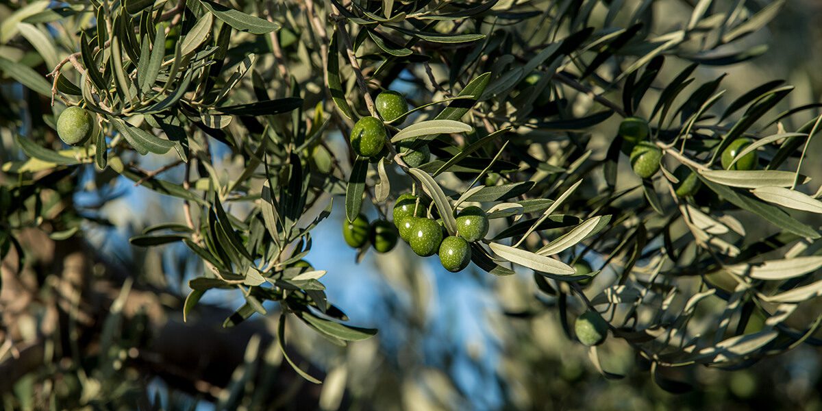 Olivenöl Anbau