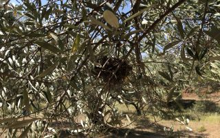 Vogelnest im Olivenbaum