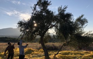 Oliven Ernte 2020
